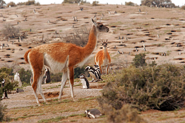 Les Guanacos aussi font partie de la faune de la peninsule qui est inscrite au patrimoine mondial.